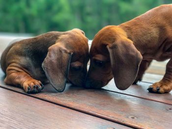 Close-up of two dogs on wooden floor