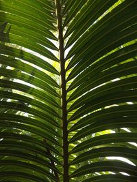 Low angle view of palm tree