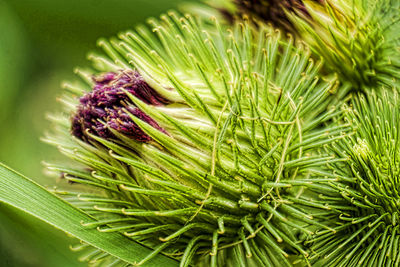 Close-up of plant