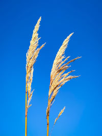 Close-up of stalks against blue sky