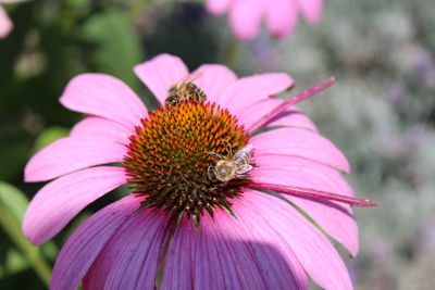 Close-up of honey bee on pink flower