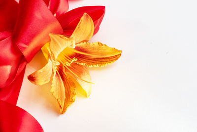 Close-up of orange flower over white background