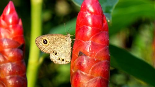 Close-up of butterfly on plant