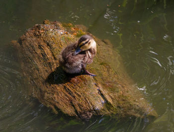 High angle view of duck on a floating log in a lake