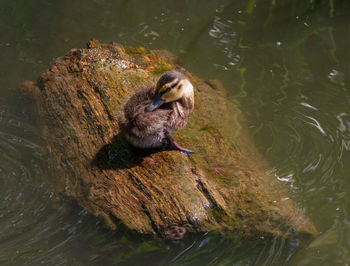 High angle view of duck swimming in lake