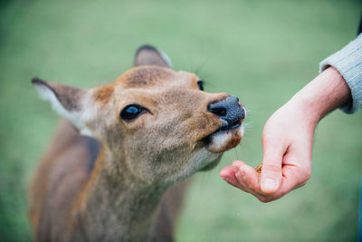 Close-up of hand feeding outdoors