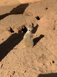 Meerkat sunning it up