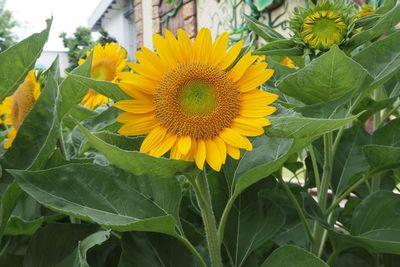 Close-up of sunflower blooming outdoors