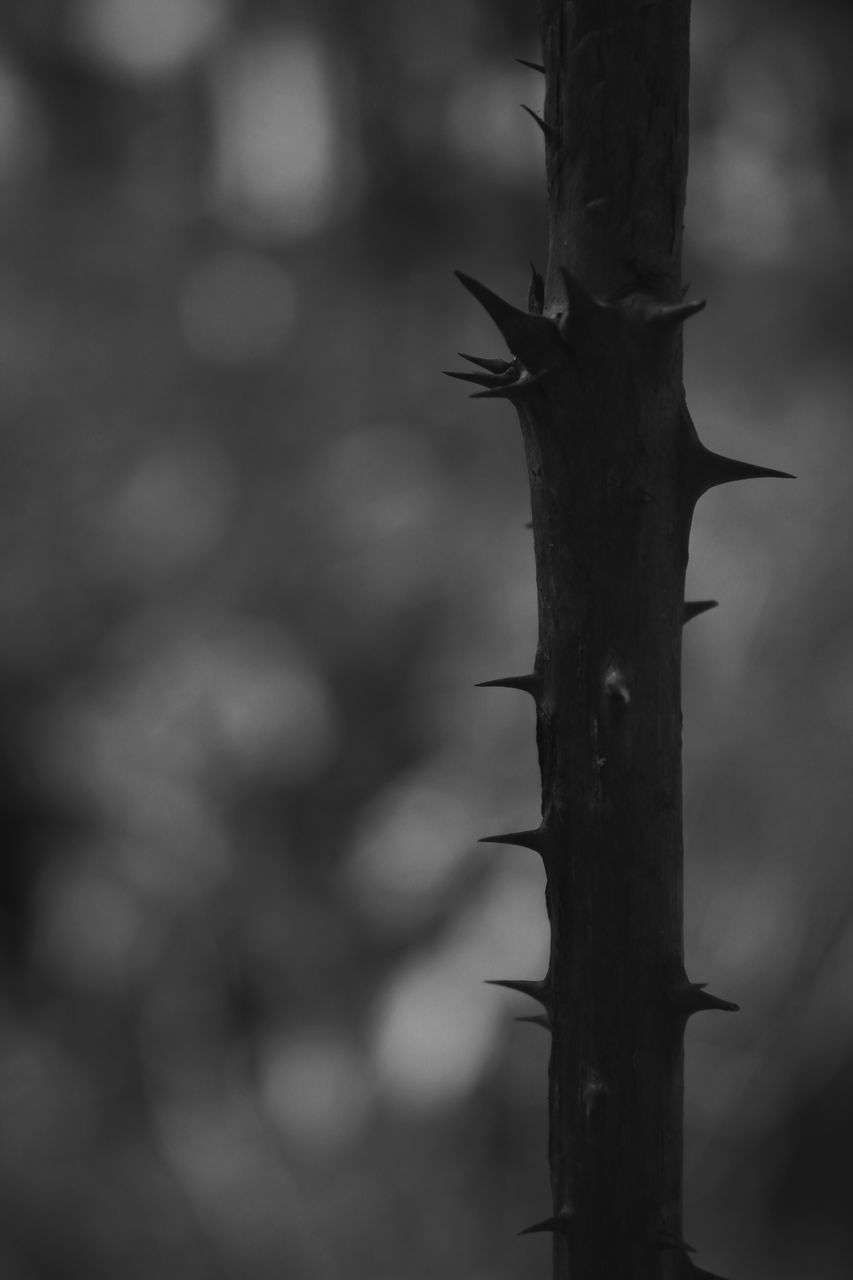 tree trunk, tree, focus on foreground, branch, wood - material, close-up, nature, day, forest, outdoors, selective focus, no people, dead plant, bare tree, tranquility, growth, bark, old, weathered, dry