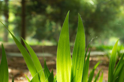 Close-up of plant growing on field