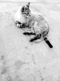 High angle portrait of cat lying down