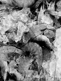 High angle view of dried leaves on snow