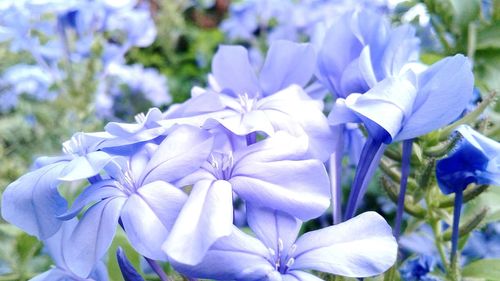 Close-up of purple flowers blooming outdoors