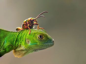 Close-up of insect on lizard 