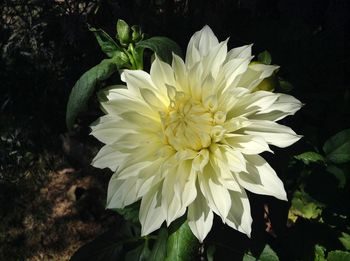 Close-up of white flowers