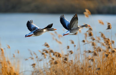 Close-up side view of birds against the lake