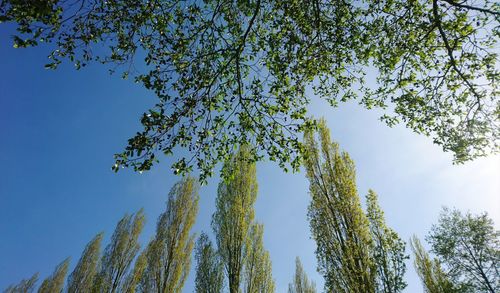 Low angle view of trees against sky