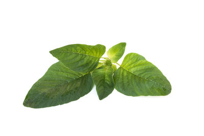 Close-up of leaves on white background