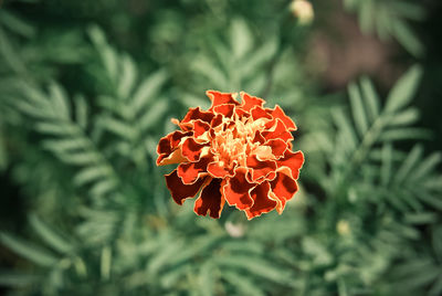 Close-up of red marigold blooming in park during sunny day