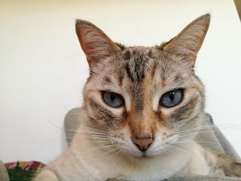 Close-up portrait of cat