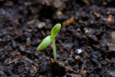 Close-up of plant growing on a window box.