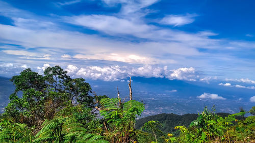 Plants growing on landscape against sky