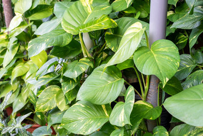 leaf
