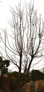 Low angle view of bare tree against sky