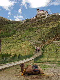 View of a dog on landscape