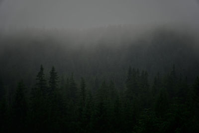 Pine trees in forest during foggy weather