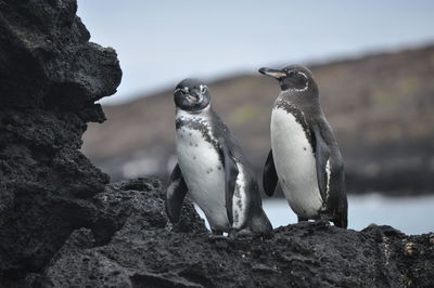 Close-up of birds perching on rock