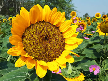 Close-up of sunflower