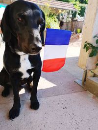 Portrait of dog looking away