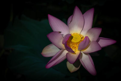 Close-up of pink water lily blooming against black background