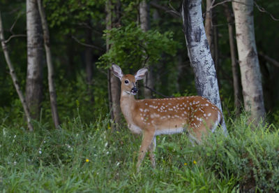 Deer in a field