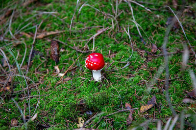 Red mushrooms growing on field