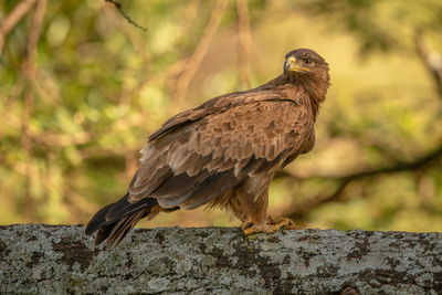 Close-up of eagle perching on rock