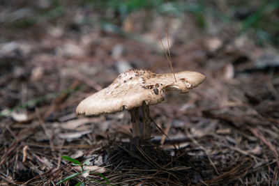 Close-up of mushrooms