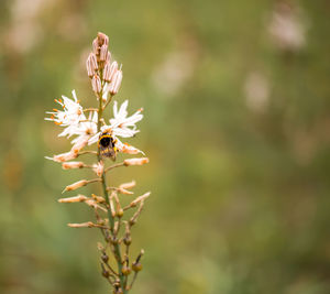 Close-up of insect on plant