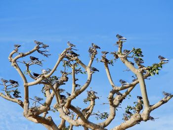 Low angle view of bird on branch against blue sky