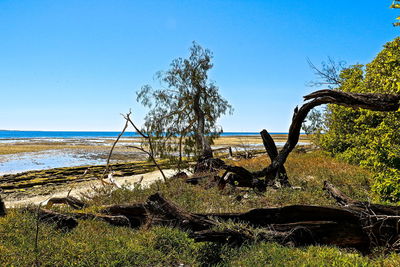 Trees on beach against clear blue sky