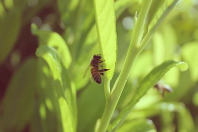 Close-up of insect on plant