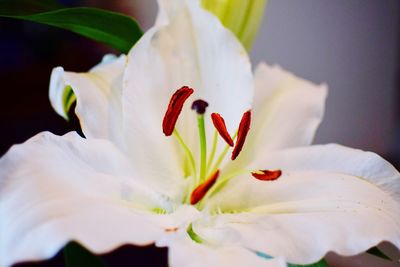 Close-up of day lily blooming outdoors