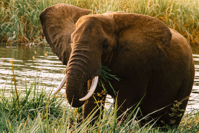 Side view of elephant in field