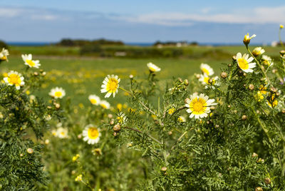 Close-up of yellow flowers blooming on field