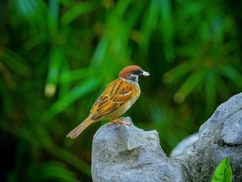 Close-up of bird perching on leaf