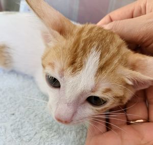 Close-up of cat with hand