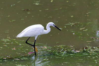 Side view of bird in water