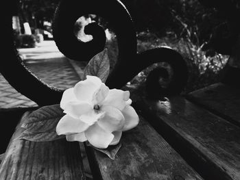 Close-up of flower on wood