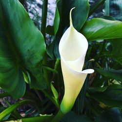 Close-up of white flowers